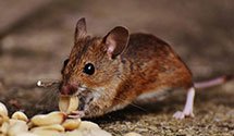 24 Hour & Emergency Exterminators in Penbrook, PA